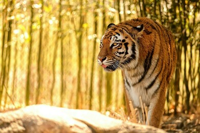 Tiger Walking in Jungle Wild Photo