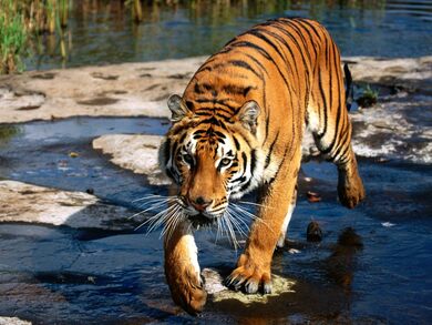 Tiger Walking in Water