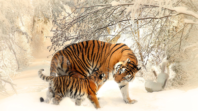 Tiger with Cub in Snowy Weather