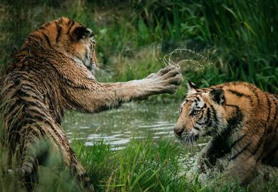 Tigers Fighting in The Jungle Picture Download