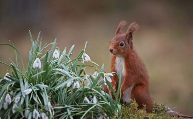 Tiny Squirrel in Farm