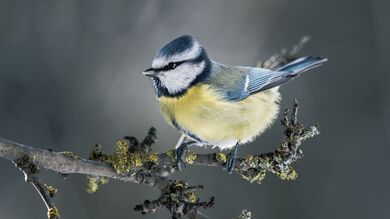 Tit Bird on Tree Branch