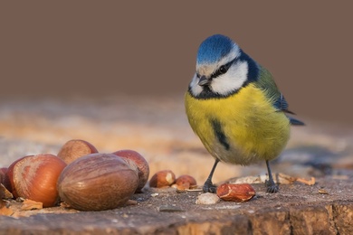 Tit Bird on Wall