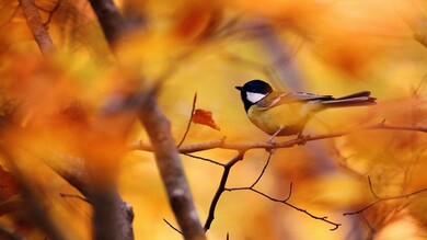 Tit Bird Sitting on Tree Branch