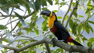 Toucan Beautiful Bird HD Wallpaper