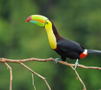 Toucan Bird Wallpaper