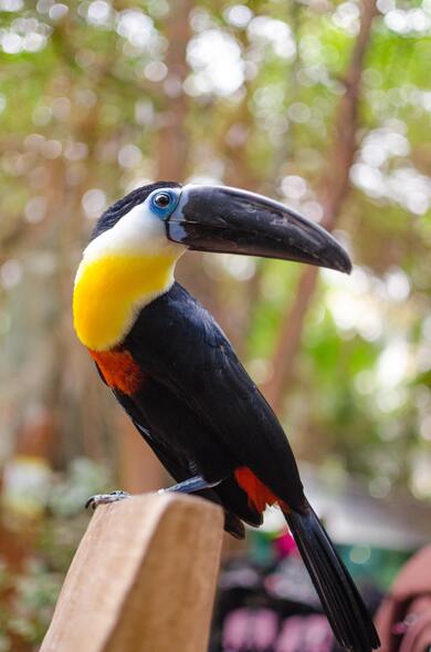 Toucan Mobile Photography