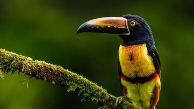 Toucan on Tree Branch