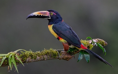 Toucan Sitting on Tree Branch HD Wallpaper