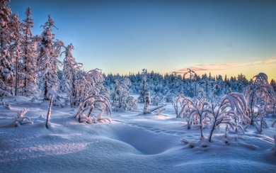 Tree And Snow Fall in Winter