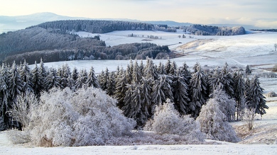 Tree in Season Winter 4K