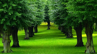 Tree Rows in Garden