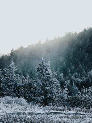 Trees During Winter Season