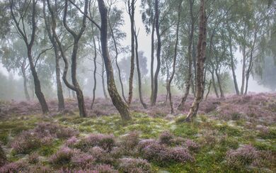 Trees in Foggy Forest