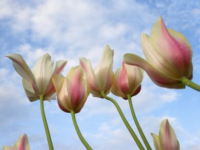 Tulips Flower Photo