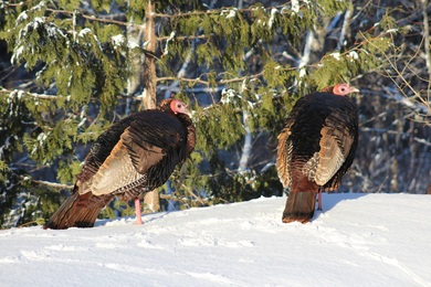 Turkey in Snow Weather