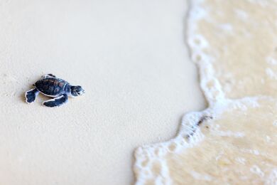 Turtle Baby in Beach Pic