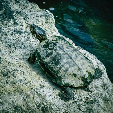 Turtle on Stone Image