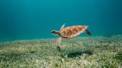 Turtle Swimming Under The Sea