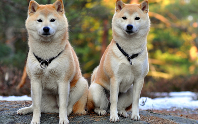 Twins Akita Dog