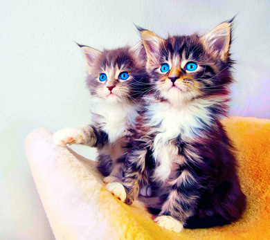 Twins Cute Cat
