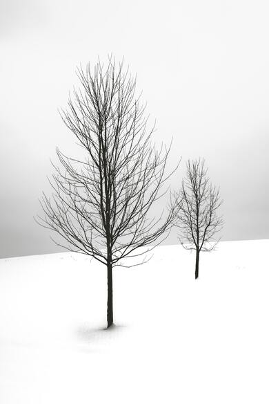 Two Bare Tree Covered in Snow