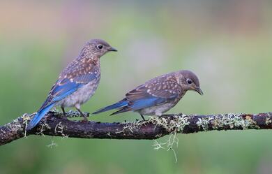 Two Bluebirds on Tree Branch