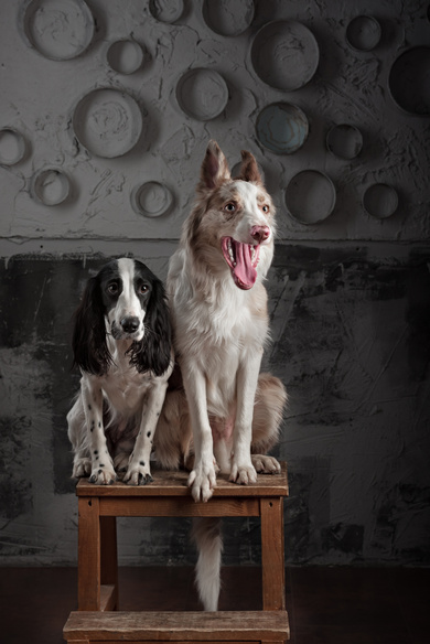 Two Dogs Together on Table