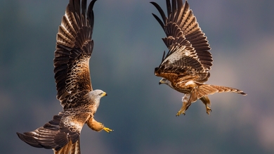 Two Eagles Fighting In Mid Air