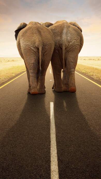 Two Elephant on Road Love