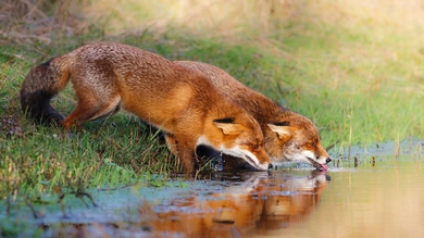 Two Fox Drink Water HD Wallpaper