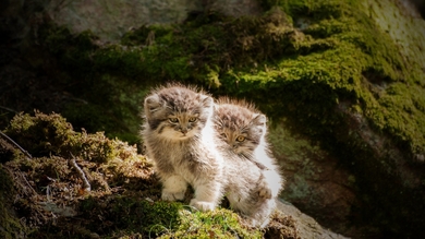 Two Kitten Sitting on Grass HD Wallpaper