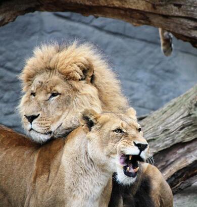 Two Lions Wild Animal Photo