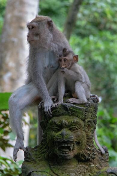 Two Monkey Primates