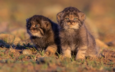 Two Pallas Cat