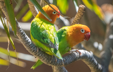 Two Parrots on Branch Superb Wallpaper
