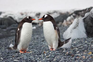 Two Penguins Near Sea