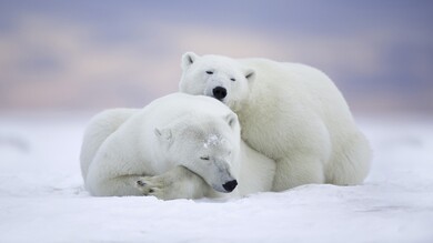 Two Polar Bear Sleeping in Snow