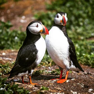 Two Puffin Birds Ultra HD Wallpaper