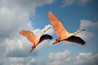 Two Roseate Spoonbill Birds Flying