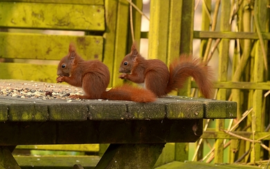 Two Squirrel Eating Food HD Wallpaper