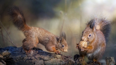 Two Squirrel Eating on Tree HD Wallpaper