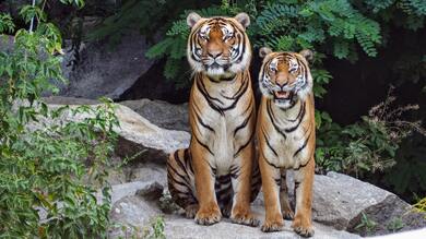 Two Tigers Pic