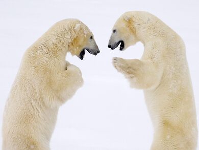 Two White Bear HD Wallpaper