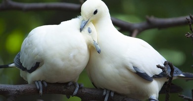 Two White Pigeons Cuddling Photo