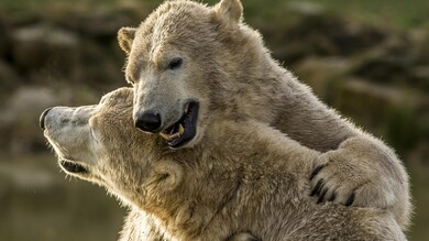 Two White Wild Bear