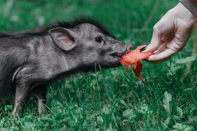 Vietnamese Pot Bellied Eating Food Photo