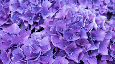 Violet Lilic Flower 5K