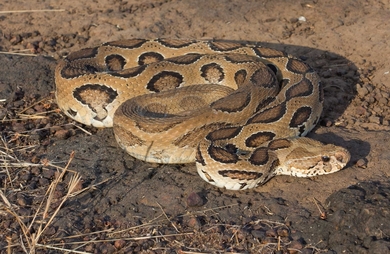 Viper Snake Ready To Attack