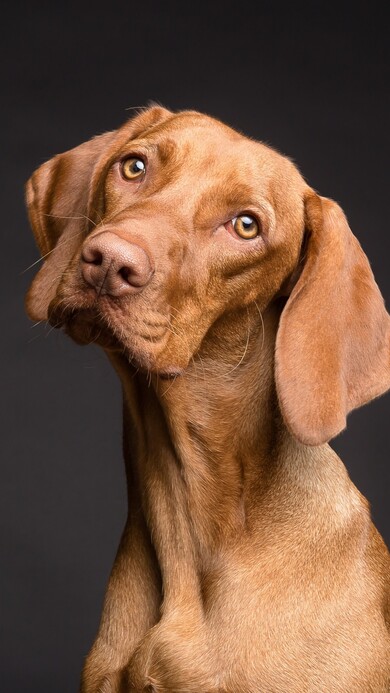 Vizsla Dog Image